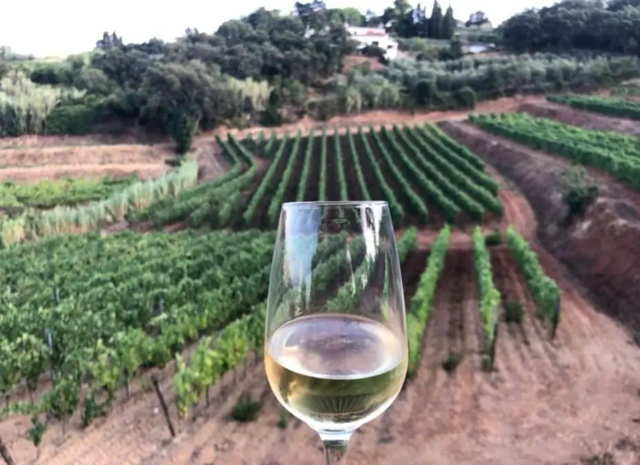 glass of white wine in the vineyard